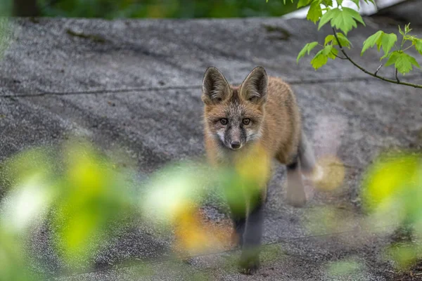 Curious Young North American Red Fox Vulpes Vulpes Fulva — стоковое фото
