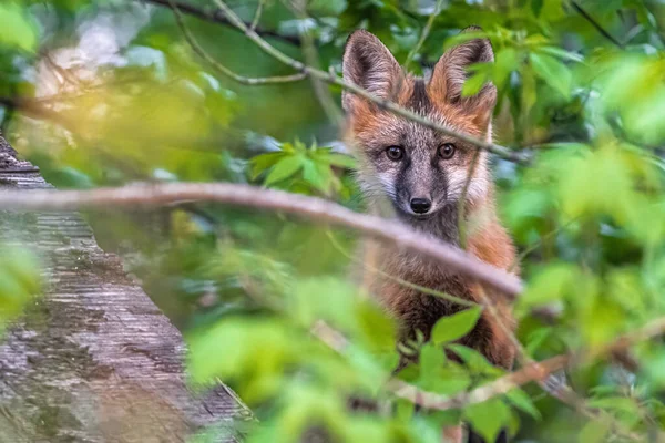 好奇心旺盛な若い北アメリカのレッドフォックス Vulves Vulves Fulva — ストック写真