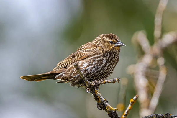 Dişi Kırmızı Kanatlı Kara Kuş (Agelaius Phoeniceus)