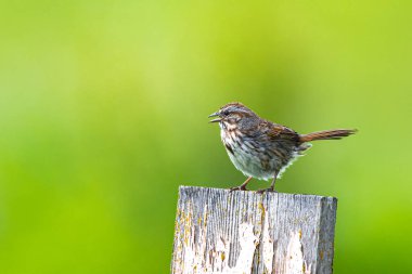 Pering Song Sparrow (Melospiza melodisi))