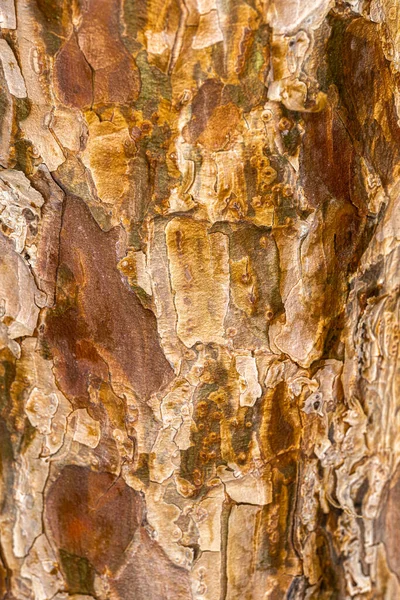 Kůra Japonské Červené Borovice Pinus Densiflora Umbraculifera — Stock fotografie