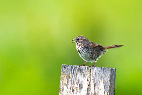 Perching Song Sparrow Melospiza Melodia — Fotografia de Stock