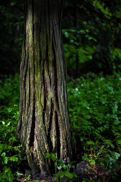 Trunk of a Cedar Tree in the Forest