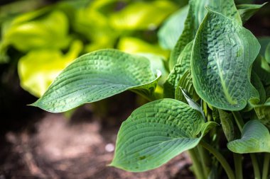 İlkbaharda Hosta Cultivar 'Mavi Hawaii' nin yaprakları