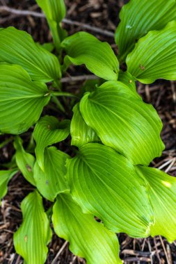 Hosta Yaprakları İlkbaharda Karıştırır 