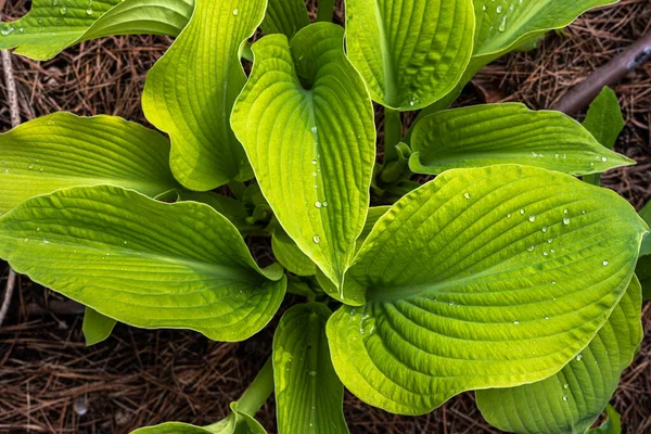 İlkbaharda Hosta 'nın Beyaz Öngörüsü Yaprakları 