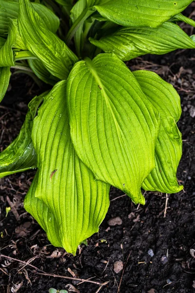 Hosta 'nın Yaprakları İlkbaharda Titreşiyor 