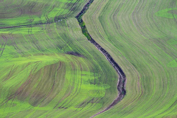 Palouse Late Spring Washington State — Stock Photo, Image