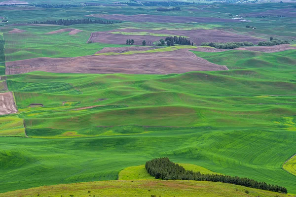 Palouse Késő Tavasszal Washingtonban — Stock Fotó