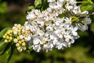 Leylak çiçekleri (şırınga vulgaris 'Flora 1953')