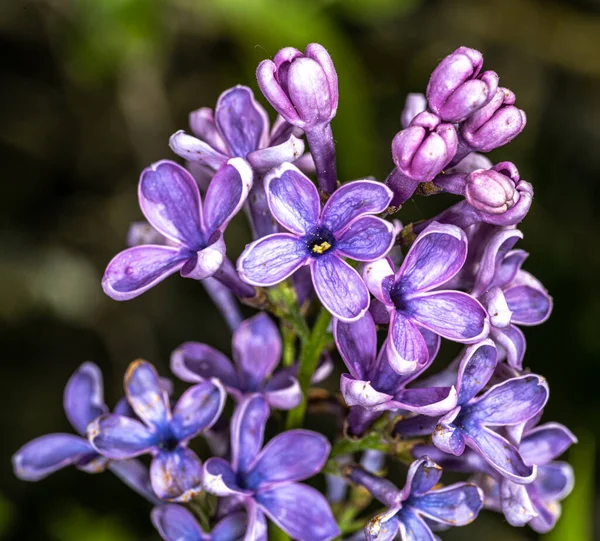 Kwiaty Bzu Zwyczajnego Syringa Vulgaris Woodland Blue — Zdjęcie stockowe