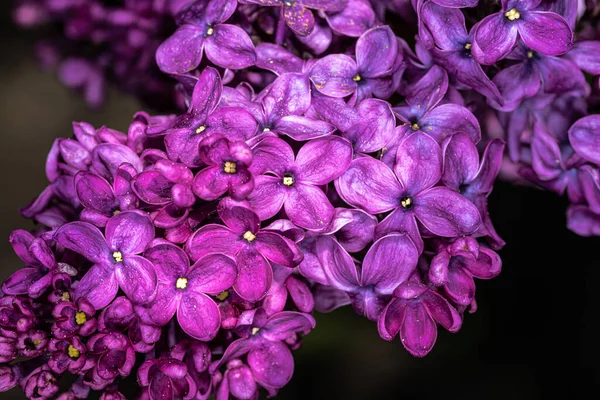 Kwiaty Bzu Zwyczajnego Syringa Vulgaris Monge — Zdjęcie stockowe