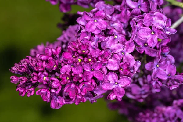 Blommor Common Lilac Syringa Vulgaris Monge — Stockfoto