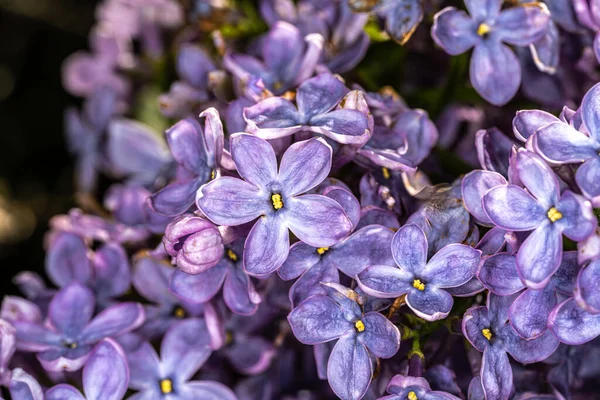 Blommor Common Lilac Syringa Vulgaris Firmamentes — Stockfoto