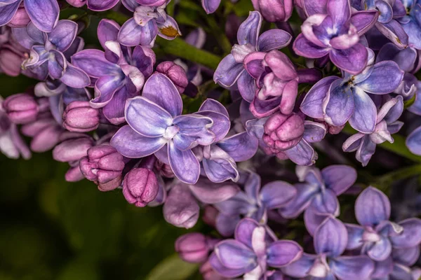 Blommor Common Lilac Syringa Vulgaris Aucubaefolia — Stockfoto