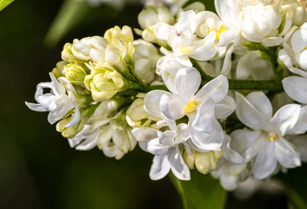 Kwiat Bzu Zwyczajnego Syringa Vulgaris Mme Lemoine — Zdjęcie stockowe