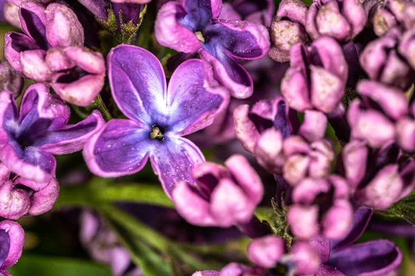 Kwiat Bzu Zwyczajnego Syringa Vulgaris Mechta — Zdjęcie stockowe