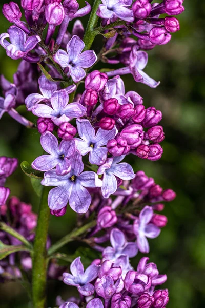 Flower Common Lilac Syringa Vulgaris Clyde Heart — Stock Photo, Image