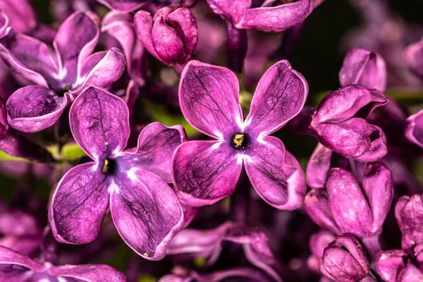 Kwiat Bzu Zwyczajnego Syringa Vulgaris Arch Mckean — Zdjęcie stockowe