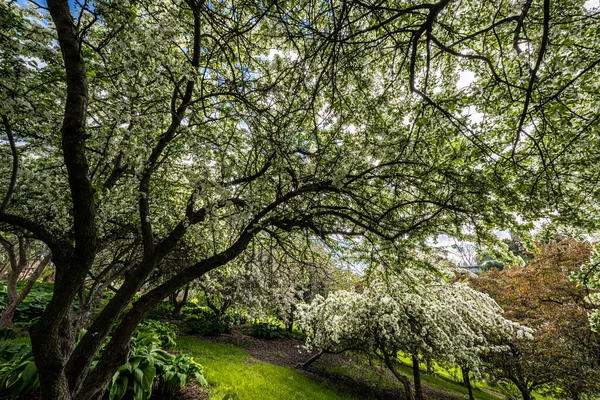 Arboretum Botanical Garden Spring Moscow Idaho — стокове фото