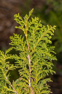 Sawara Cypress (Chamaecyparis pisifera Krema Balosu) 