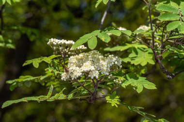 Kardinal Avrupa Dağı Külü (Sorbus aucuparia Michred) 