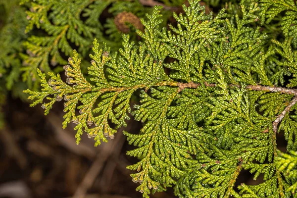 Кипарис Савара Chamaecyparis Pisifera Golden Pincuso — стоковое фото