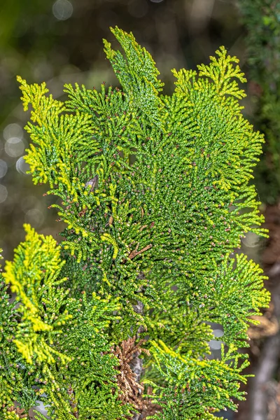 Folhas Hinoki Cypress Chamaecyparis Obtusa Nana Gracilis — Fotografia de Stock