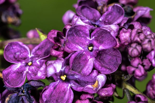 Kwiat Bzu Zwyczajnego Syringa Vulgaris Agincourt Beauty — Zdjęcie stockowe