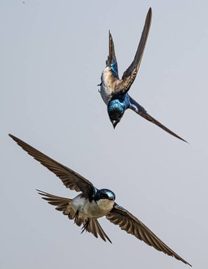 Eylemde Ağaç Kırlangıçları (taşisineta bicolor)