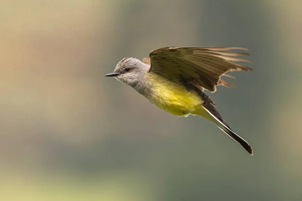 Western Kingbird Tyrannus Verticalis Voo — Fotografia de Stock