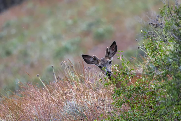 Mule Deer (Odocoileus hemionus) Buck Behind a Bush