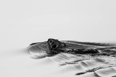 Gölde yüzen kunduz.