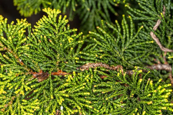 Hinoki Ciprusi Chamaecyparis Obtusa Nana Lutea — Stock Fotó