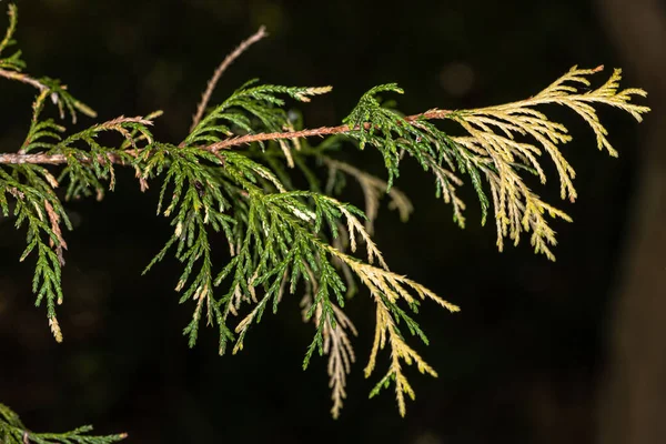 Cipreste Linha Variegado Dourado Chamaecyparis Pisifera Filifera Aureovariegata — Fotografia de Stock