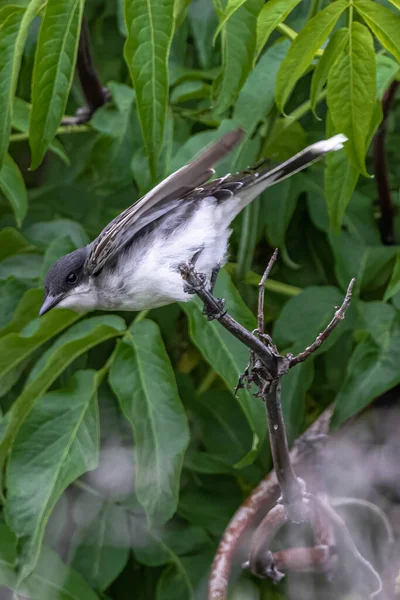 Tétras Des Prés Tyrannus Tyrannus — Photo