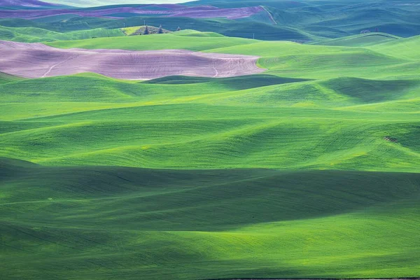 Palouse Fields Tavasszal Washingtonban — Stock Fotó