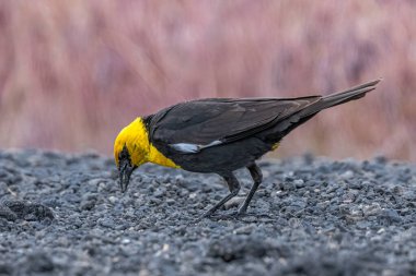 Sarı başlı Karatavuk (Xanthocephalus xanthocephalus) Çakıl taşlarını arıyor