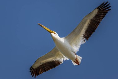 Amerikan beyaz Pelikan (Pelecanus erythrorhynchos) uçuş