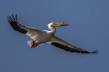 Amerikan beyaz Pelikan (Pelecanus erythrorhynchos) uçuş