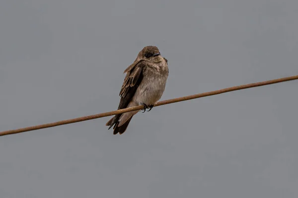 Northern Rough Winged Swallow Stelgidopteryx Serripennis — Foto de Stock