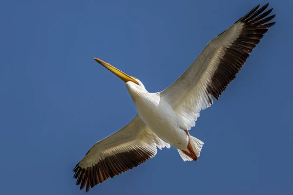 Amerikan Beyaz Pelikan Pelecanus Erythrorhynchos Uçuş — Stok fotoğraf