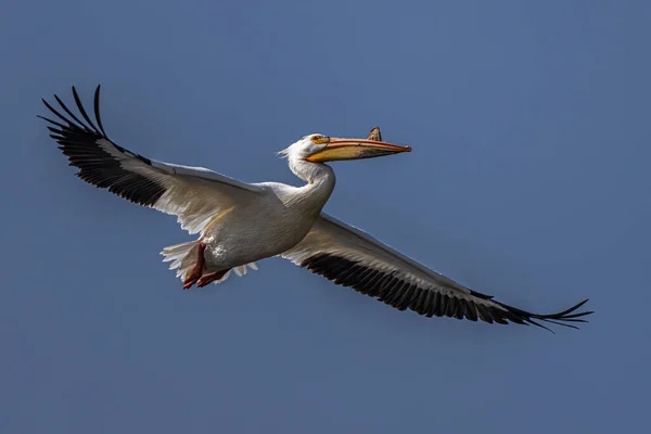 Pelicano Branco Americano Pelecanus Erythrorhynchos Voo — Fotografia de Stock