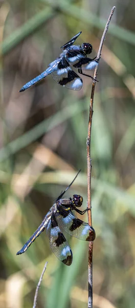 Twelve Spotted Skimmer Libellula Pulchella Dragonflies — Zdjęcie stockowe