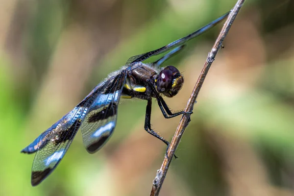 Twelve Spotted Skimmer Libellula Pulchella Dragonfly — Foto de Stock