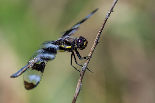 Twelve Spotted Skimmer Libellula Pulchella Dragonfly — Zdjęcie stockowe