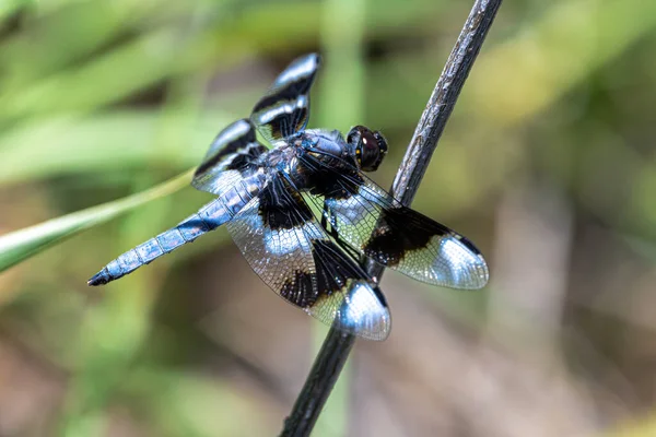 Twelve Spotted Skimmer Libellula Pulchella Dragonfly — Stockfoto
