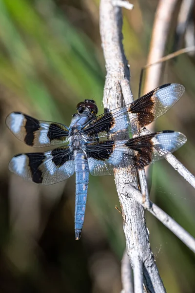 Twelve Spotted Skimmer Libellula Pulchella Dragonfly —  Fotos de Stock