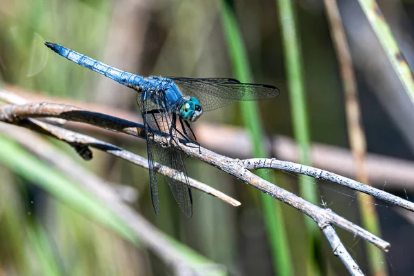 Mavi Dasher Pachydiplax Longipennis — Stok fotoğraf