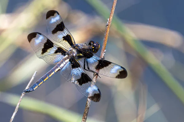 Twelve Spotted Skimmer Libellula Pulchella Dragonfly — Photo